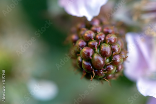 Close-up of the beginning of ripening of blackberries. Blurred background.