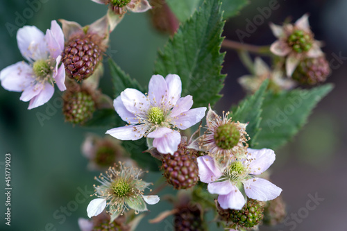 Natural food. Blackberries in the garden on a branch with green leaves on the farm. Close-up, blurred background. Flowers and unripe blackberries