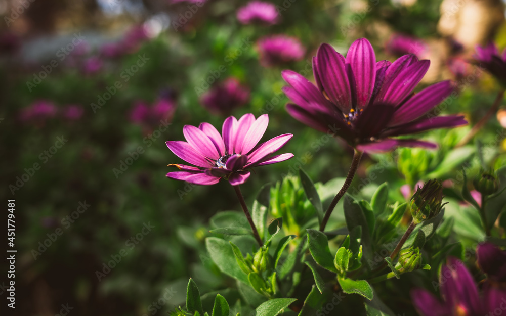 Daisy flower Daisy flower