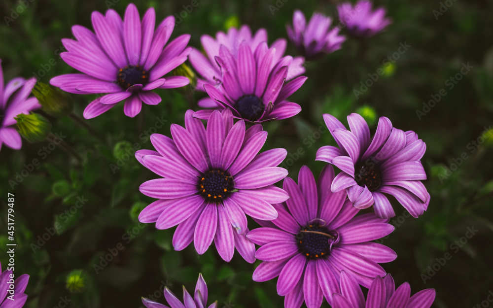 Obraz premium Daisy flower