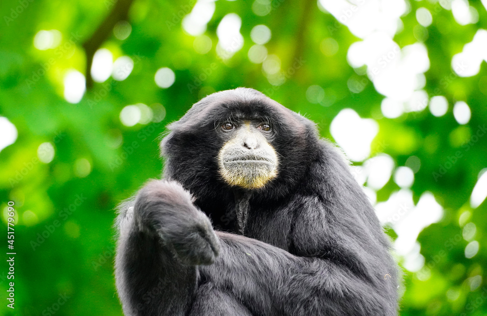 Portrait of a Siamang (Symphalangus syndactylus). Species of primate from the gibbon family (Hylobatidae).
Monkey with black fur. Portrait of a Siamang (Symphalangus syndactylus). Species of primate from the gibbon family (Hylobatidae).
Monkey with black fur.