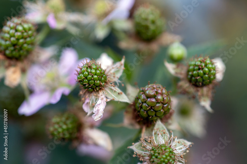 Natural food. Blackberries in the garden on a branch with green leaves on the farm. Close-up, blurred background. Flowers and unripe blackberries