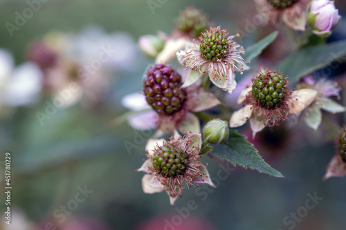 Blackberries grow in the garden. Unripe blackberries on a bush. Healthy food