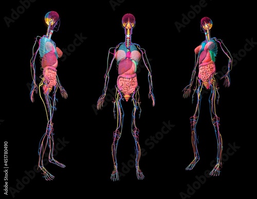 Human anatomy, 3D illustration photo