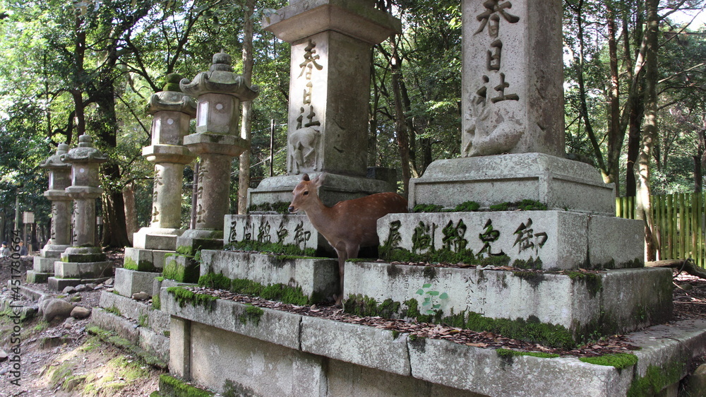 Deer at a shrine in Nara, Japan