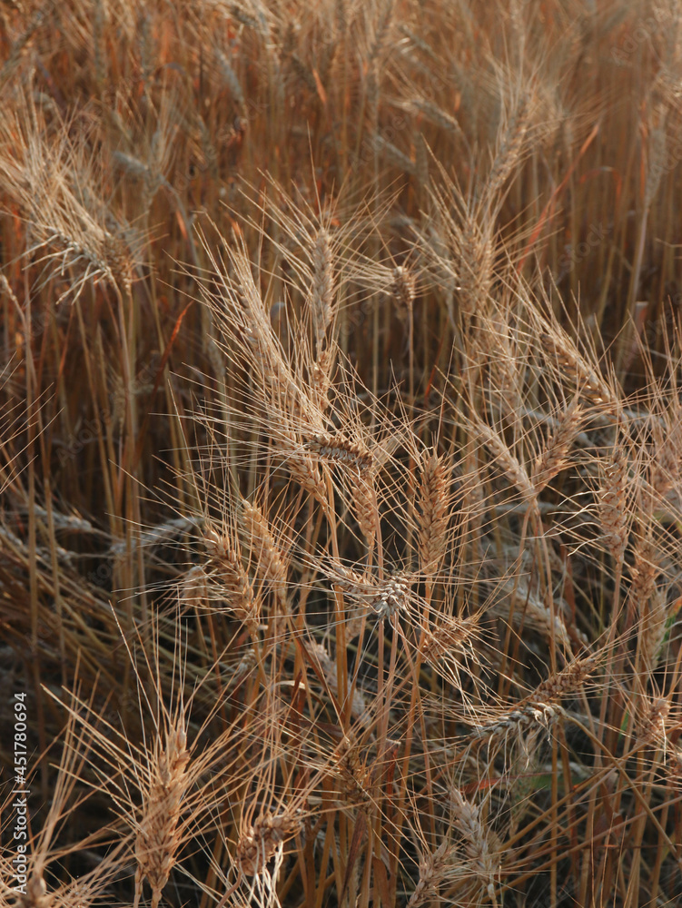 Fototapeta premium Countryside living