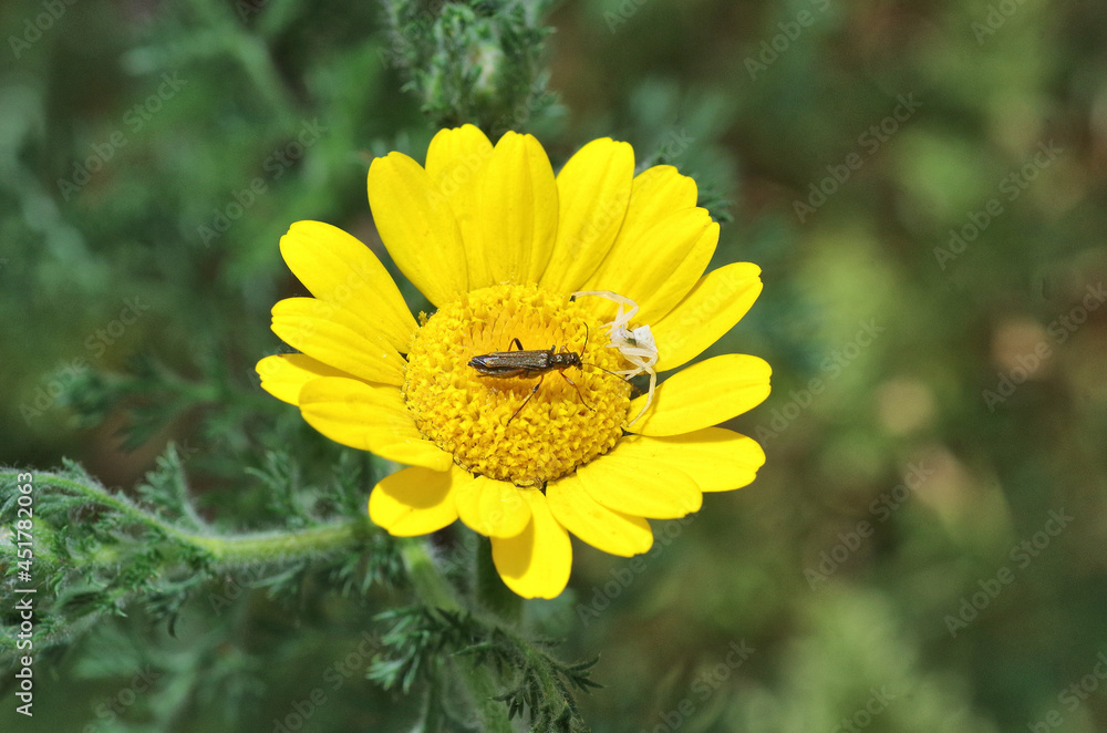 yellow daisy with insects closeup yellow daisy with insects closeup