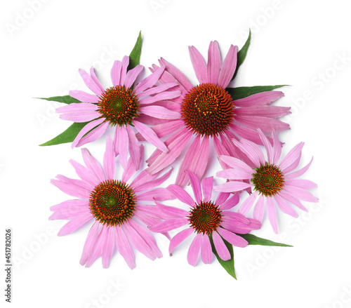 Beautiful blooming echinacea flowers with leaves on white background  top view
