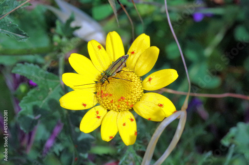 yellow daisy full of insects