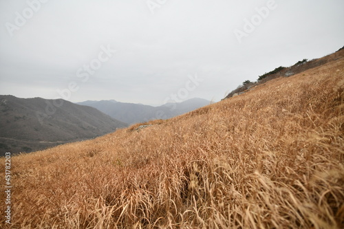 간월재 억새평원 silver grass field of  Ganwoljae Pass photo