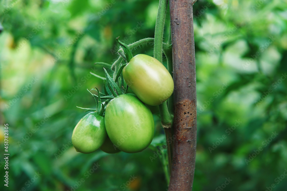 Niedojrzałe zielone pomidory - obrazy, fototapety, plakaty 