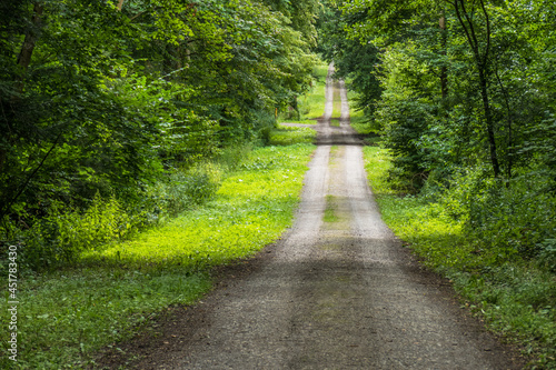 Waldweg im Sommer