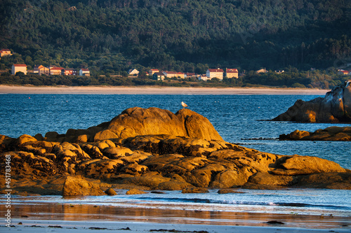 posada de gaviota tranquila sobre las rocas, en la playa de Caldebarcos al atardecer con la baja mar. A Coruña, España.