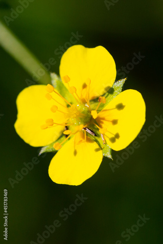 yellow buttercup flower the spring Potentilla recta