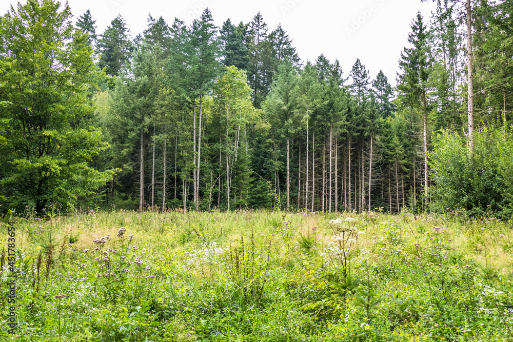 Wiederaufforstung nach Kahlschlag im Mischwald Wiederaufforstung nach Kahlschlag im Mischwald