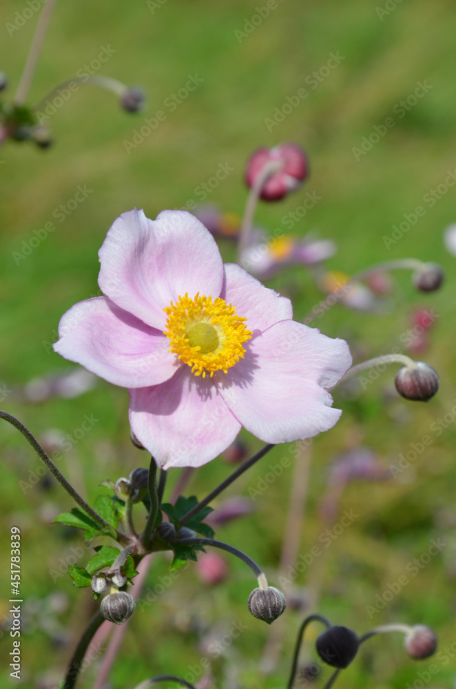 Herbstanemone blüht im Garten - Anemone hupehensis