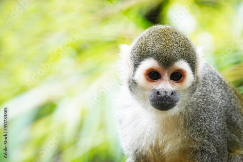 Squirrel monkey close up. Portrait of a primate with brown fur. Saimiri