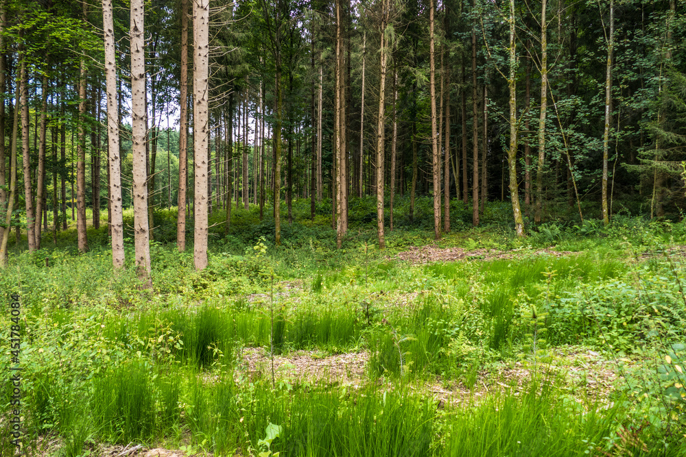 Wiederaufforstung nach Kahlschlag im Mischwald Wiederaufforstung nach Kahlschlag im Mischwald