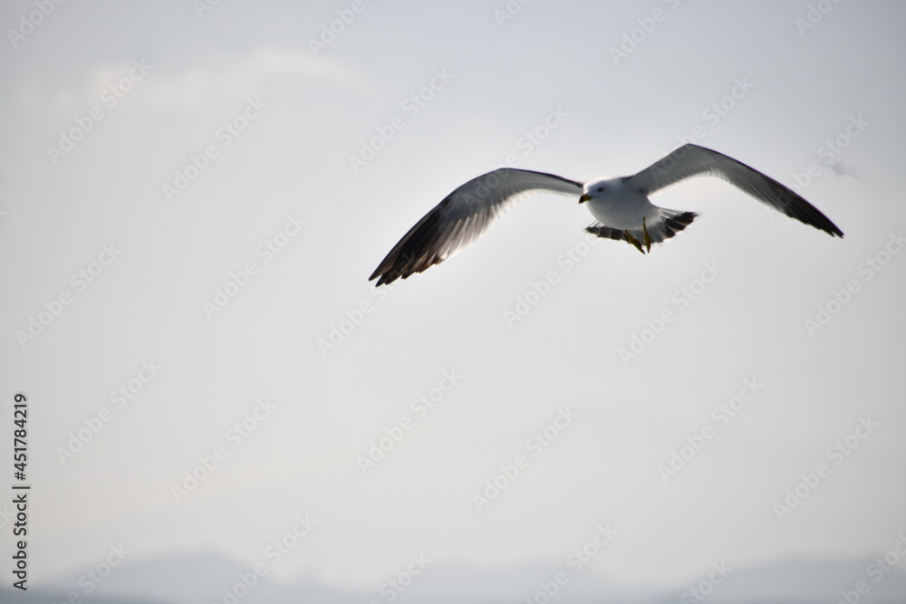 flying of  black-tailed gulls 날고 있는 괭이갈매기