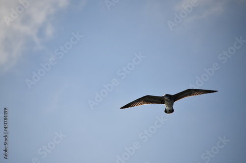 flying of  black-tailed gulls                              