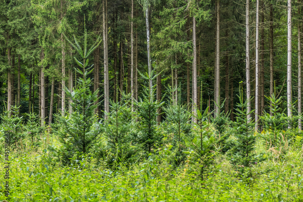 Wiederaufforstung nach Kahlschlag im Mischwald Wiederaufforstung nach Kahlschlag im Mischwald