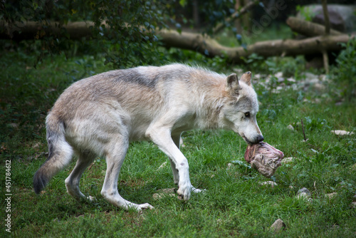 Portrait of white wolf walking in a zoologic park with a piece of meat in mouth