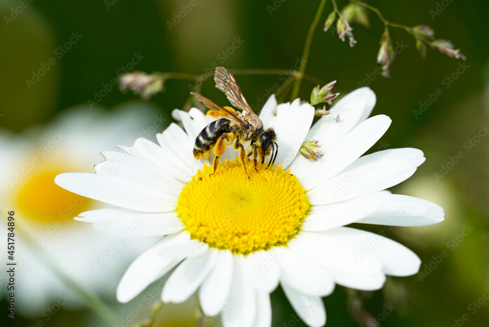 Wild bee collects nectar on a white yellow flower. Insect close up in nature Wild bee collects nectar on a white yellow flower. Insect close up in nature