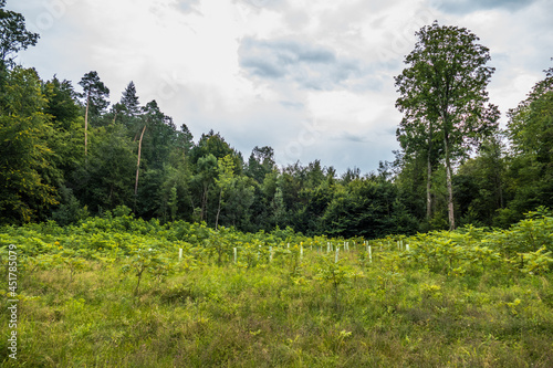 Jungbäume in Wuchshüllen zur Wiederaufforstung im Mischwald
