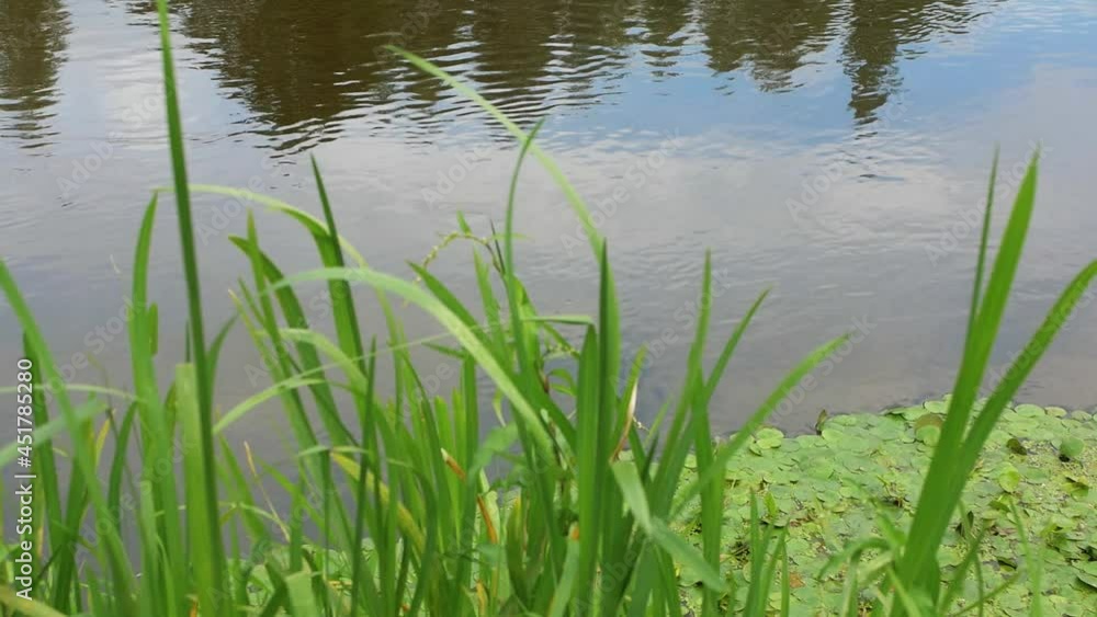 nature growing by the river bank in summer weather nature growing by the river bank in summer weather