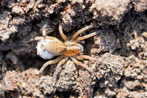 Close up of a wolf spider with an egg cocoon. Spider in a natural environment. Lycosidae.