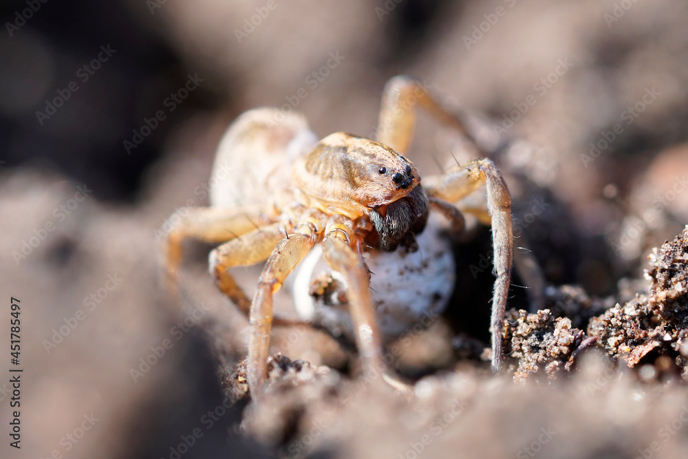 Close up of a wolf spider with an egg cocoon. Spider in a natural environment. Lycosidae. Close up of a wolf spider with an egg cocoon. Spider in a natural environment. Lycosidae.