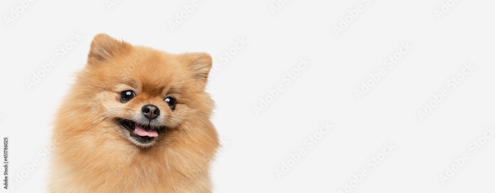 Obraz premium pomeranian dog sitting on isolated background.