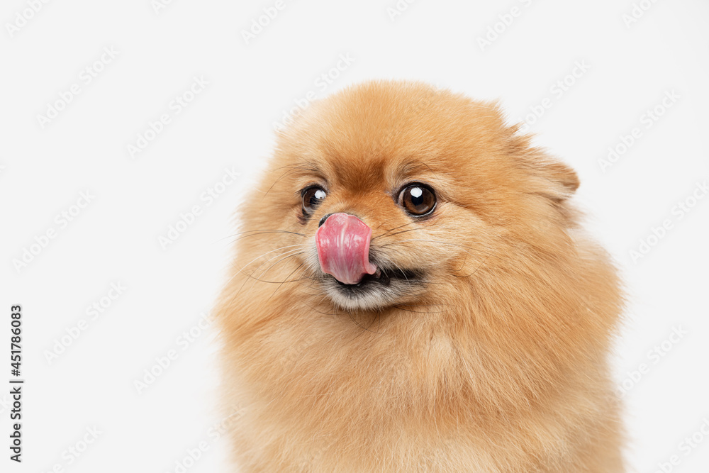 pomeranian dog sitting on isolated background. pomeranian dog sitting on isolated background.