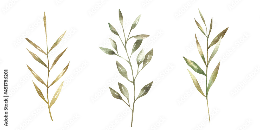 set of branches with green leaves, botanical illustration set of branches with green leaves, botanical illustration