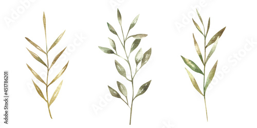 set of branches with green leaves, botanical illustration