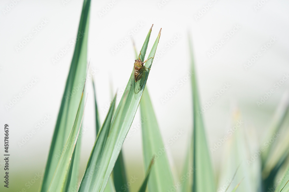 grass isolated on white with cecada grass isolated on white with cecada
