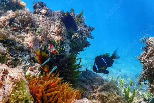 Crown Squirrelfish (sargocentron diadema) Red Sea photo