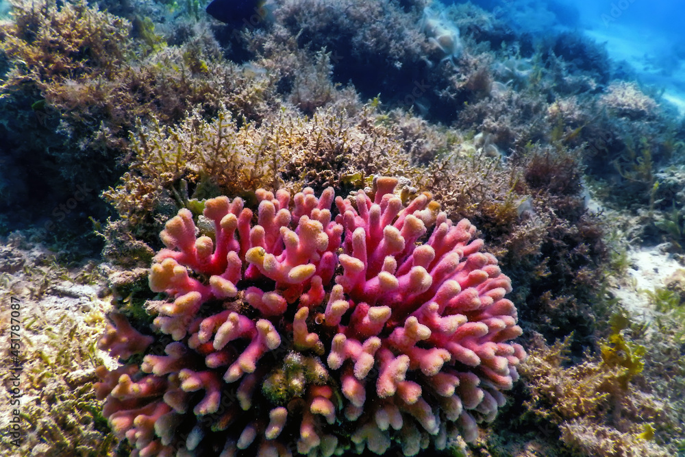 Hood coral, smooth cauliflower coral (Stylophora pistillata) Underwater - obrazy, fototapety, plakaty 