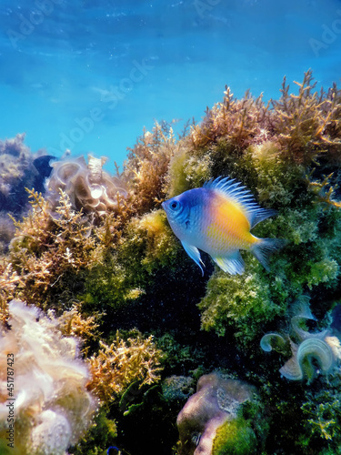 Yellow side damselfish (amblyglyphidodon flavilatus) underwater background photo