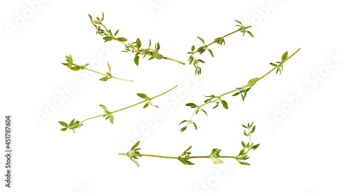 Aromatic green thyme sprigs set isolated on white background.