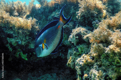 The Sohal Surgeonfish, sohal tang (Acanthurus sohal) photo