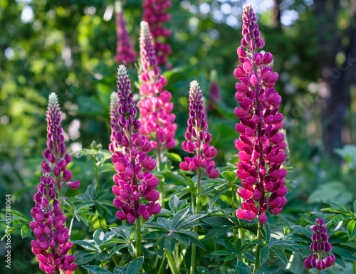Bright beautiful flowering lupines of pink flowering in the rays of the setting sun.