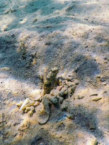 Spotted prawn goby (Amblyeleotris guttata) underwater photo