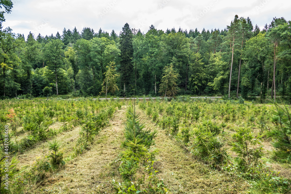 Wiederaufforstung nach Kahlschlag im Mischwald Wiederaufforstung nach Kahlschlag im Mischwald