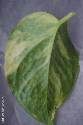 Close up Ivory betel leaf and some small leaves which are typical tropical plants and are very aesthetic for home interiors. Isolated on a white background. For the web, banners. Visible texture leaf
