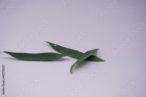 Close up Ivory betel leaf and some small leaves which are typical tropical plants and are very aesthetic for home interiors. Isolated on a white background. For the web, banners. Visible texture leaf