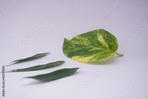 Close up Ivory betel leaf and some small leaves which are typical tropical plants and are very aesthetic for home interiors. Isolated on a white background. For the web, banners. Visible texture leaf
