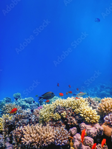 Fototapeta Naklejka Na Ścianę i Meble -  Underwater view of the coral reef, Tropical waters
