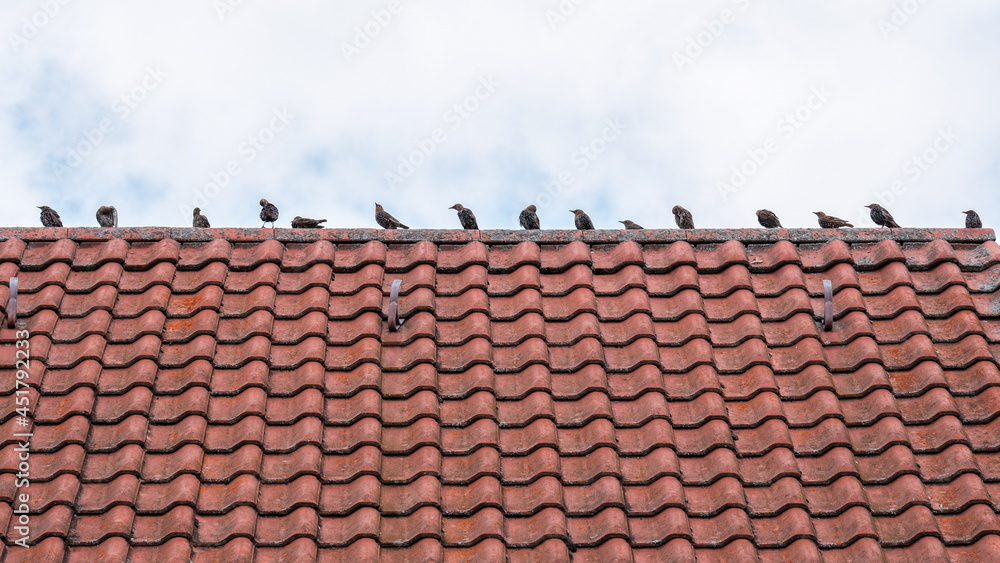 Young starlings sitting on the roof of a house; Junge Stare sitzen auf dem Dach eines Hauses