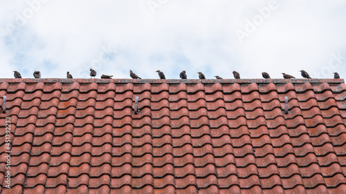 Young starlings sitting on the roof of a house  Junge Stare sitzen auf dem Dach eines Hauses